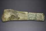 Fossil Sauropod (Camarasaurus) Ulna with Metal Stand - Colorado #350494-7